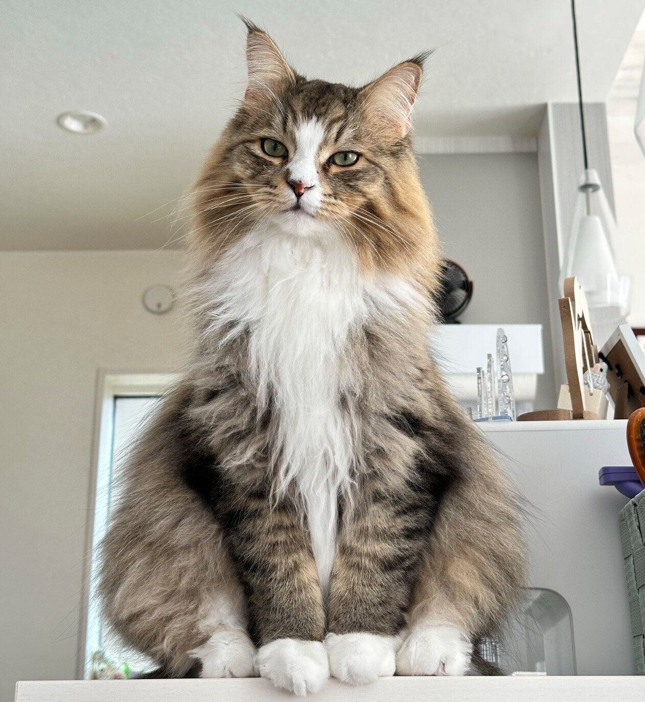 見つめるどんぐりくん