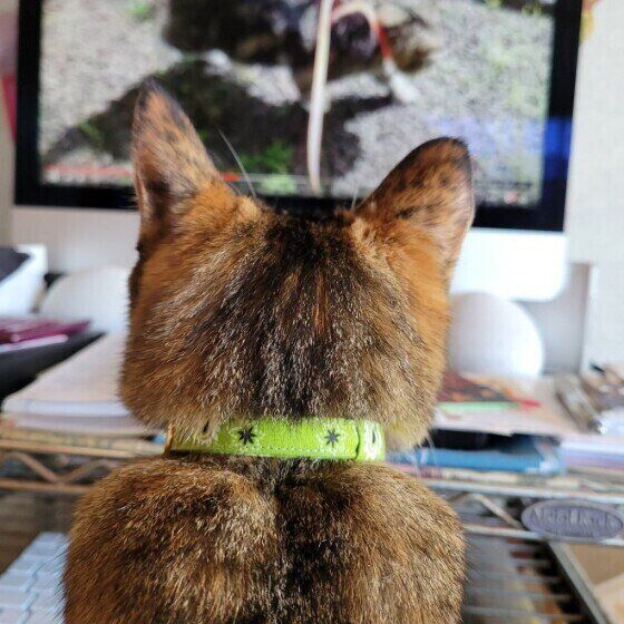 パソコンモニターをのぞき込むキジトラ猫