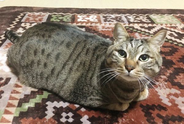 バンザイ寝する猫