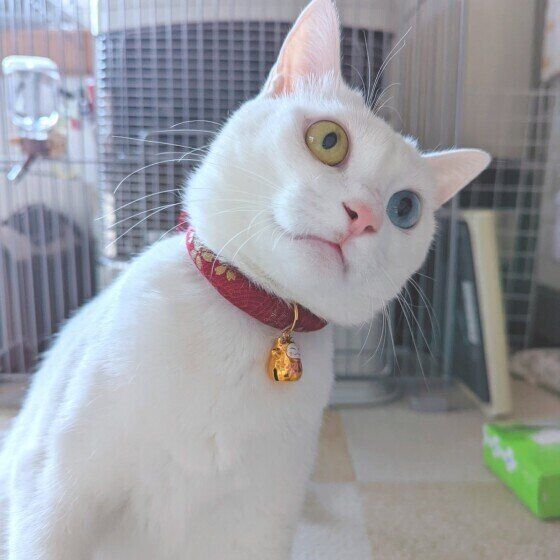 Mix（白）の雪月ちゃん♪