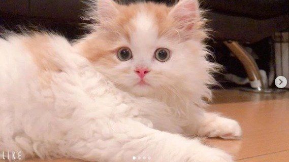 ふわふわのラガマフィンの子猫