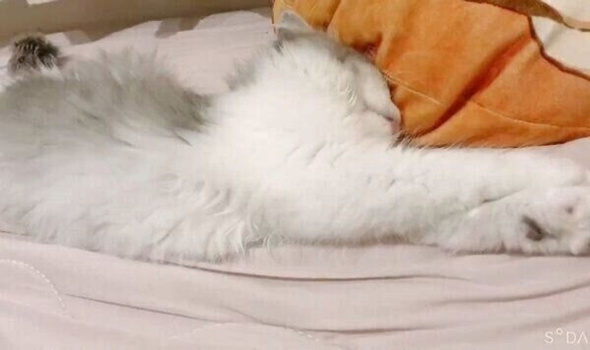 寝起きでぼんやりの猫 飼い主に ごはん と言われて見せた超絶可愛い反応 ねこのきもちweb Magazine 寝起きでぼんやりの猫 飼い主に ごはん と言われて見せた超絶可愛い反応 ねこのきもちweb Magazine