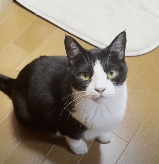 飼い主さんを見つめる猫