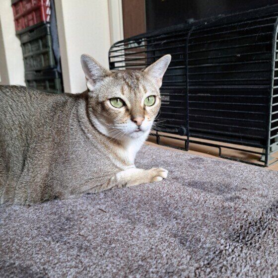 ヒーターの前でくつろぐシンガプーラ