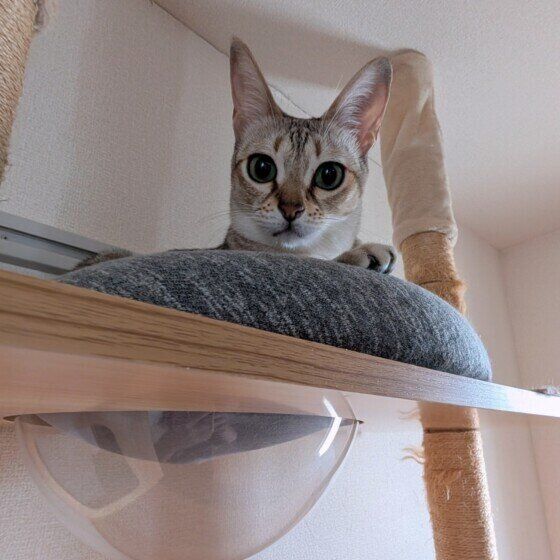シンガプーラ　キャットタワー