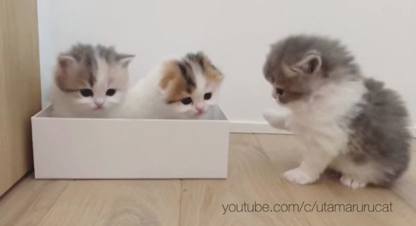 箱に入る子猫