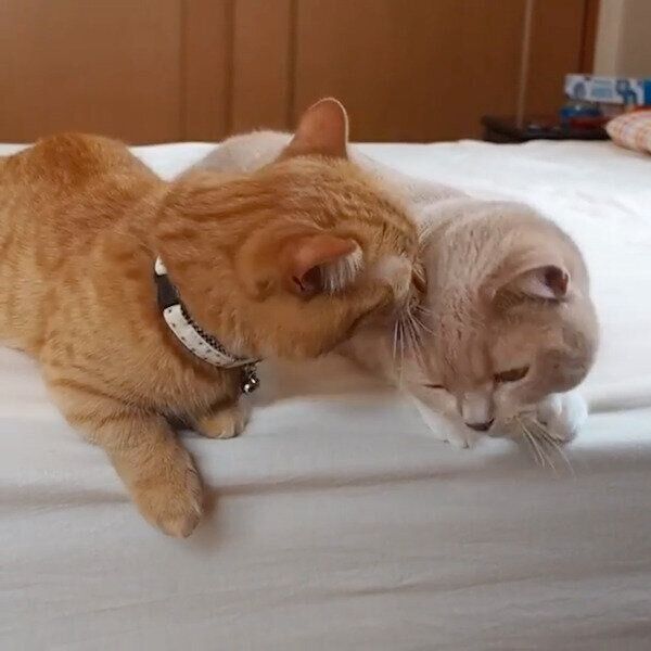 ネネちゃんのお耳をカプッとしちゃうココちゃん