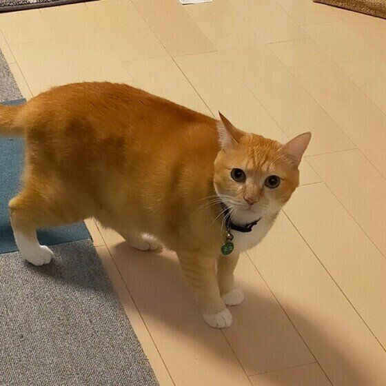 カメラ目線の猫（MIX、オス）