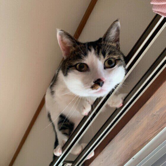 MIXキジトラのまろくん