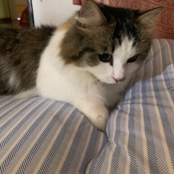 布団を掘るマンチカン