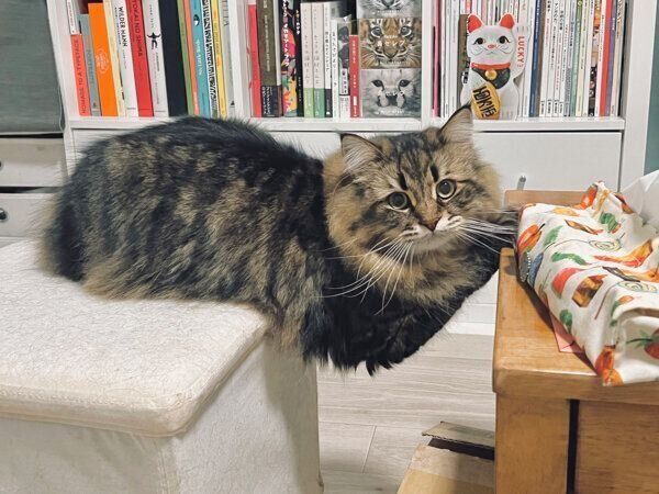 机の上に乗りたいヤマネコくん