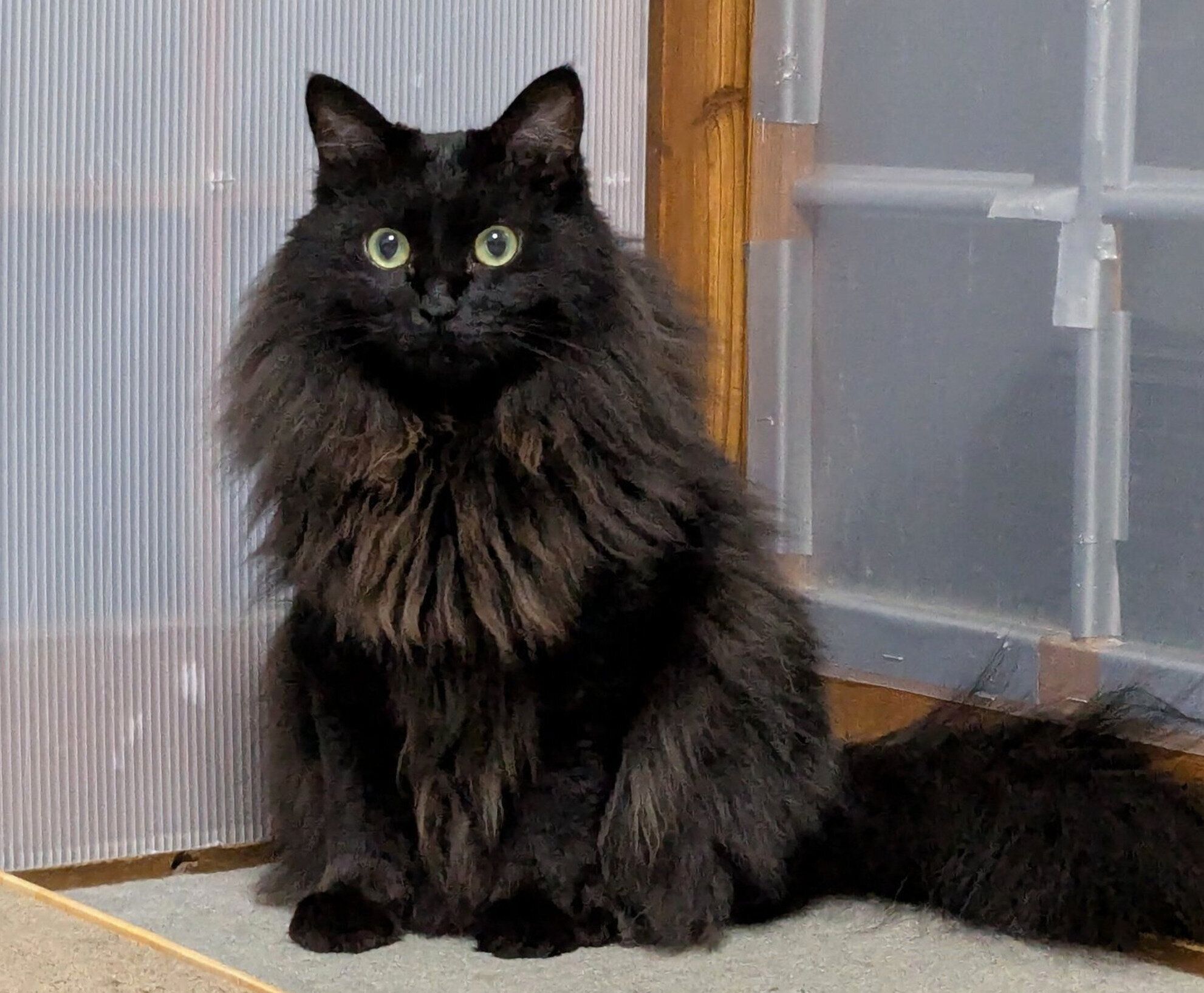 3才になったあんころくん