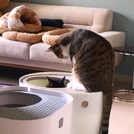 トイレ中のキジトラ