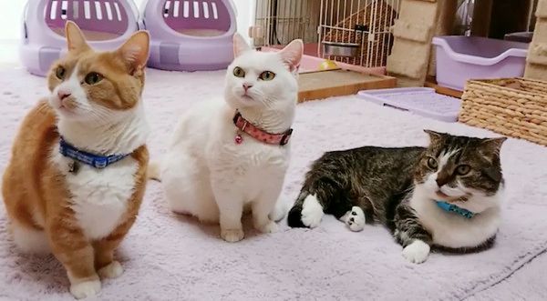 横一列に並ぶ猫たち