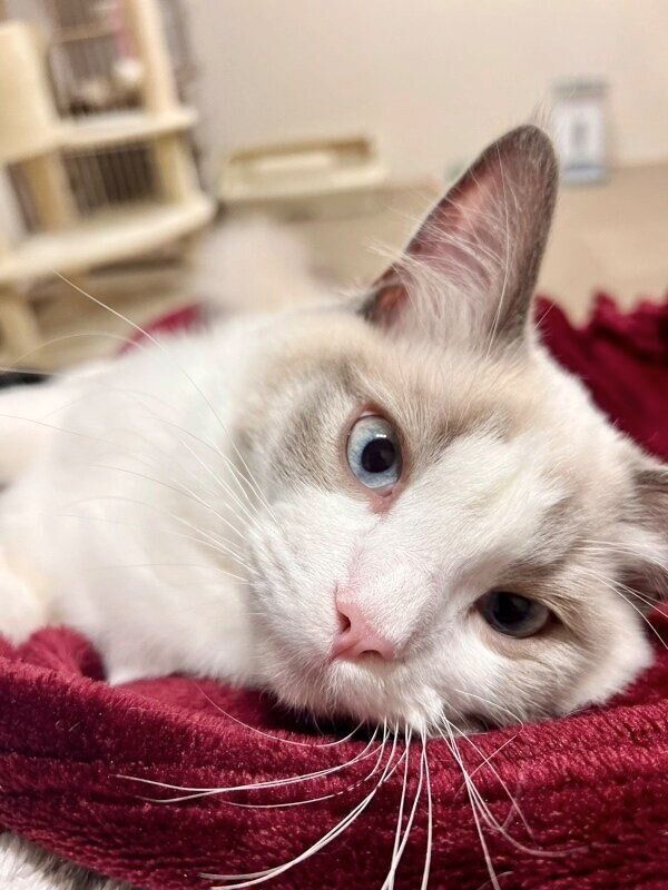 寝転んで飼い主さんに甘えるソラくん