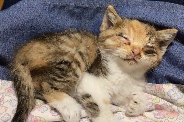 猫風邪を診断されたばかりのポテトちゃん