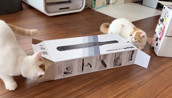 買ってきたオモチャより、空き箱のほうに興味津々な猫