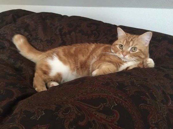 ベッドを独占するスコティッシュフォールド