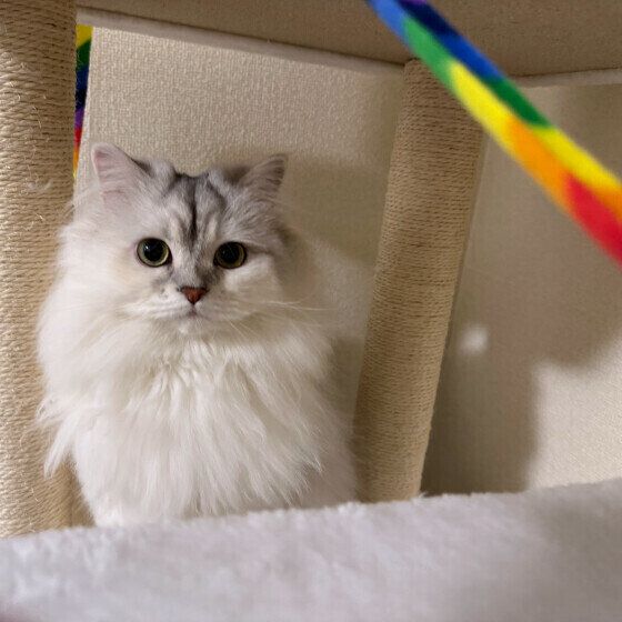 ラガマフィンのここちゃん