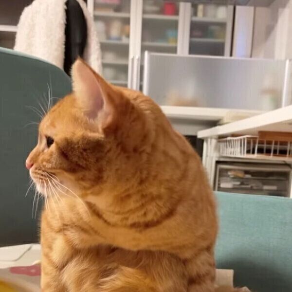 変な座り方をするサクくん