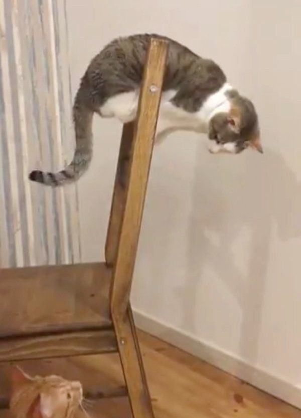 目が合うつみれちゃんとわさんぼんちゃん