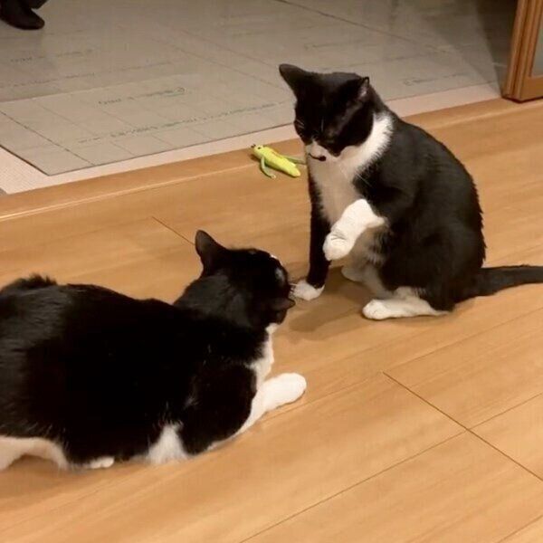 まるもちゃんとこじろうくんが一触即発の事態に！？