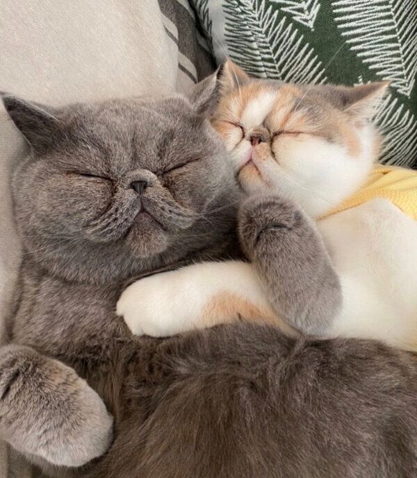 仲良しなポッケくん、ニットちゃん