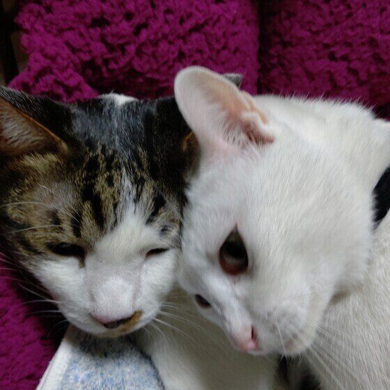 NIX白のクロミちゃんと同居猫ちゃん