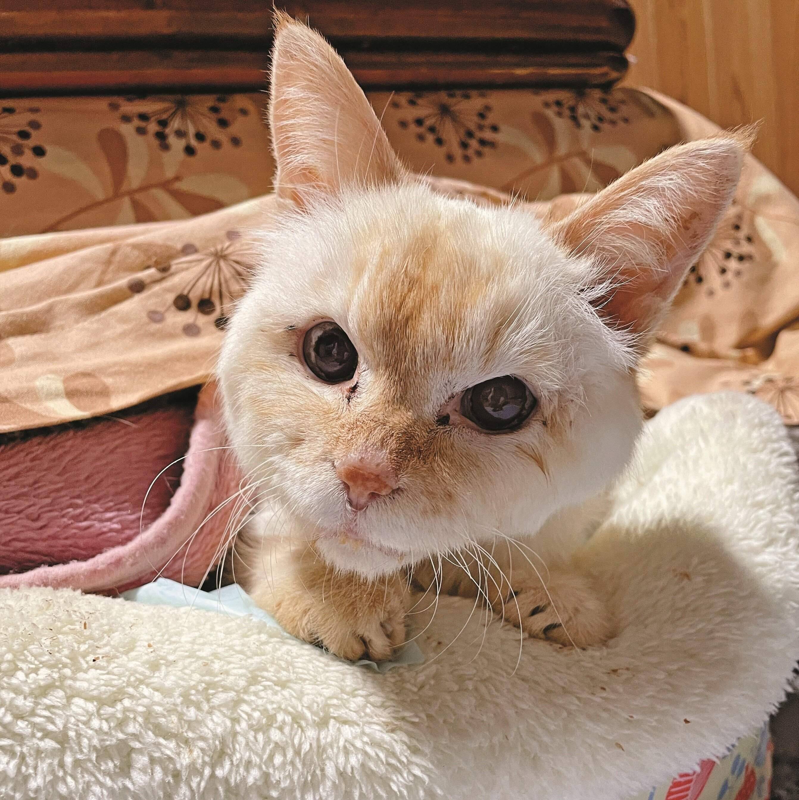 画像／ねこのきもち2024年３月号