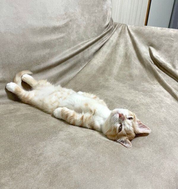 ソファで“ヘソ天”する虎太郎くん