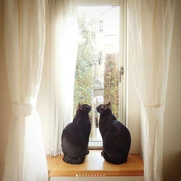 シンクロニャンズ