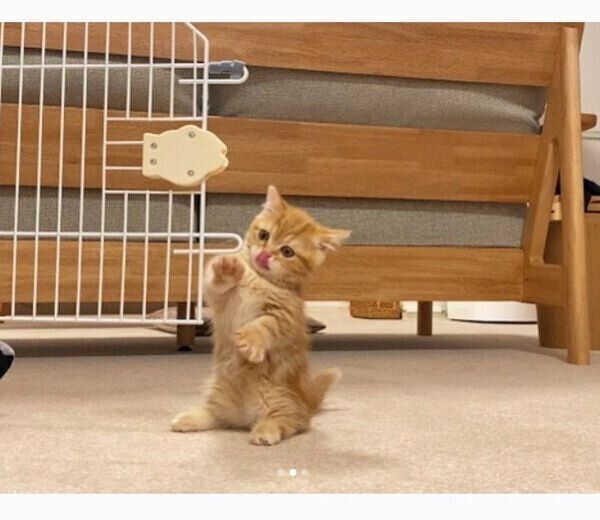 ケージの扉が気になるメリダちゃん