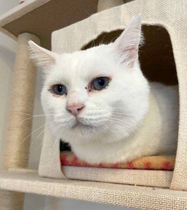 くつろぐ猫ちゃん