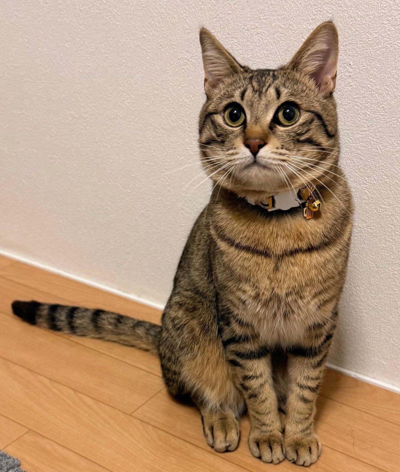 成長したとんこつくん。