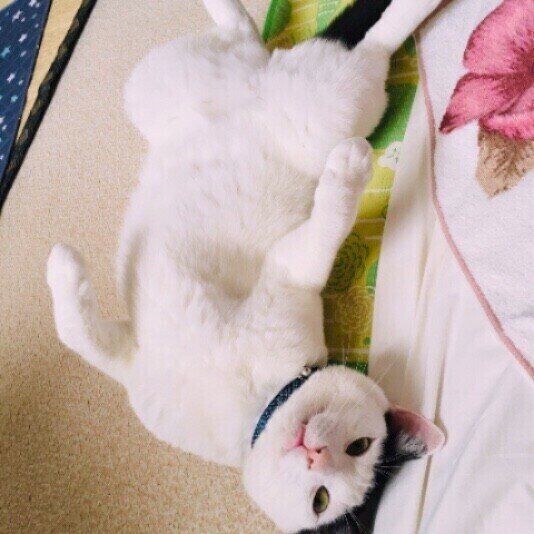 お腹を出すMix猫