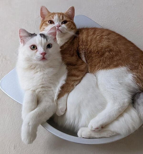 テテちゃん、ピノくん