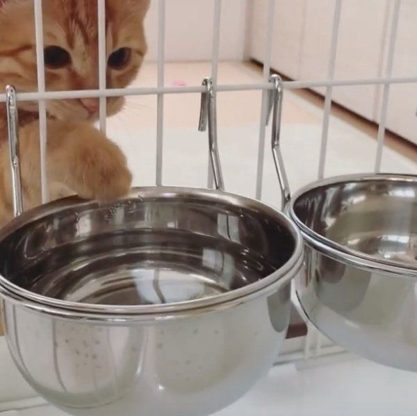 水を飲むきーすけちゃん