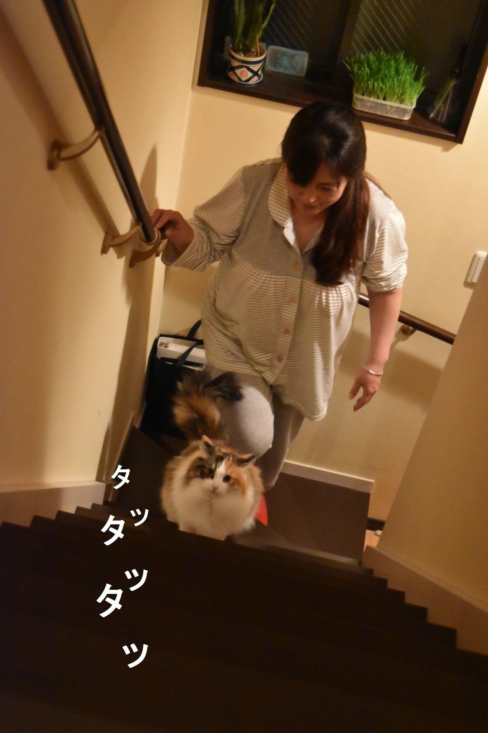 画像／ねこのきもち2019年８月号『猫よ、すんのかい　せんのかい　せーへんのかいっ！』