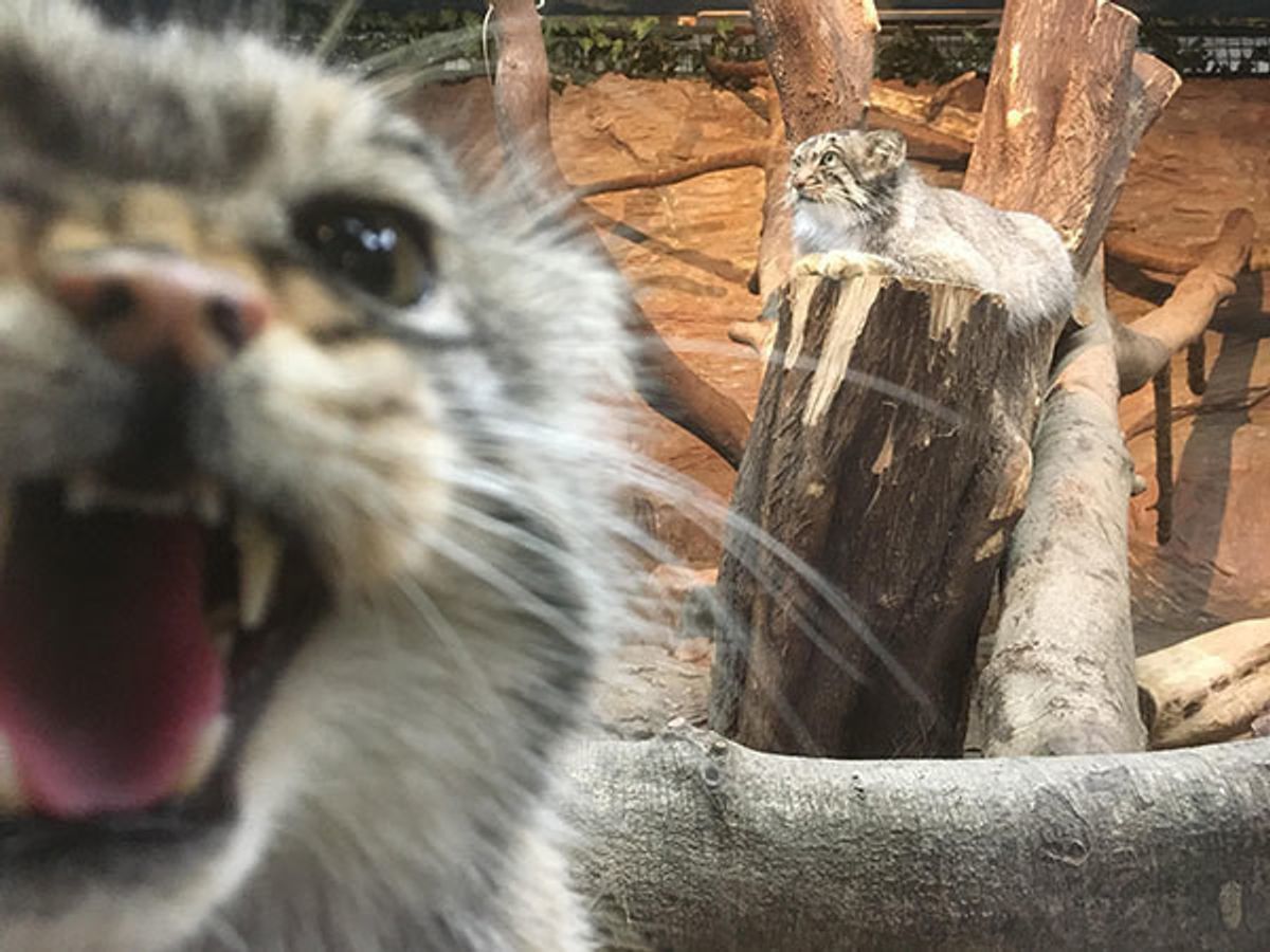 ワイルドなのに可愛い 那須どうぶつ王国のマヌルネコが話題に ねこのきもちweb Magazine ワイルドなのに可愛い 那須どうぶつ王国のマヌルネコが話題に ねこのきもちweb Magazine