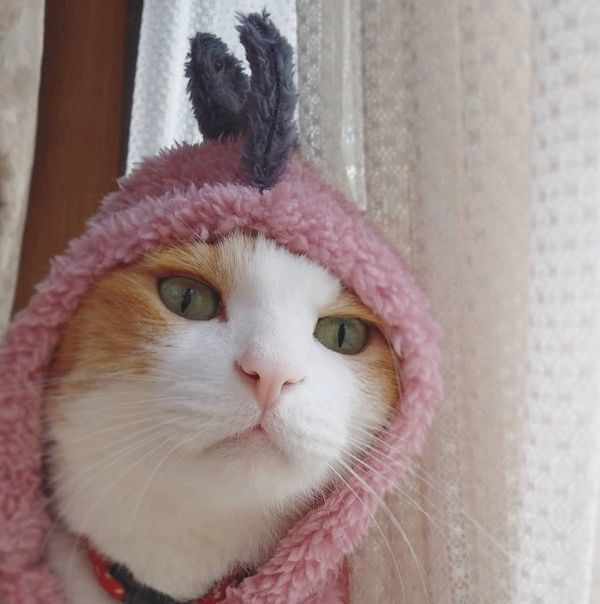 3COINSの「恐竜ペットパーカー」