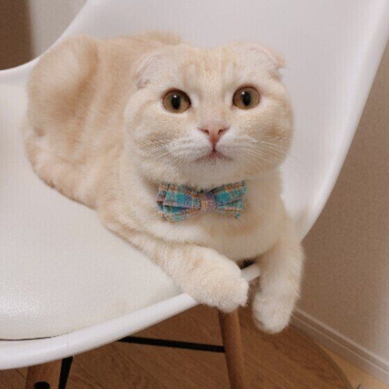 スコティッシュフォールドのモカくん