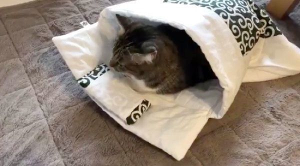 お布団に入るやっちゃん