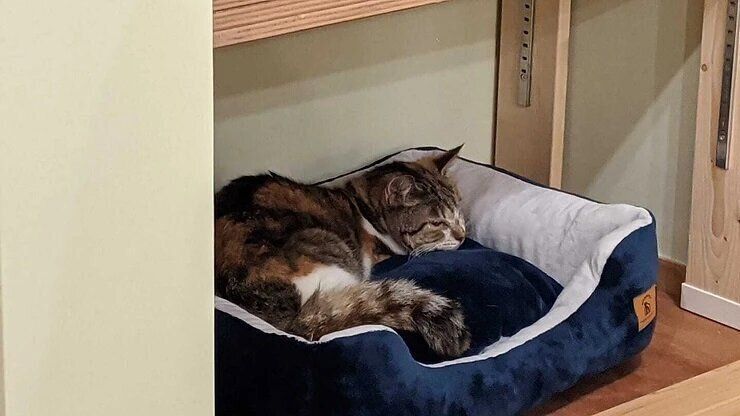 三毛猫のミーちゃん