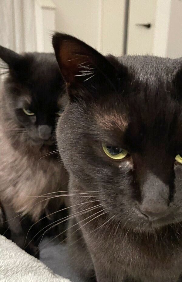 この日は同時にカリカリを催促したりーじくんともふくん