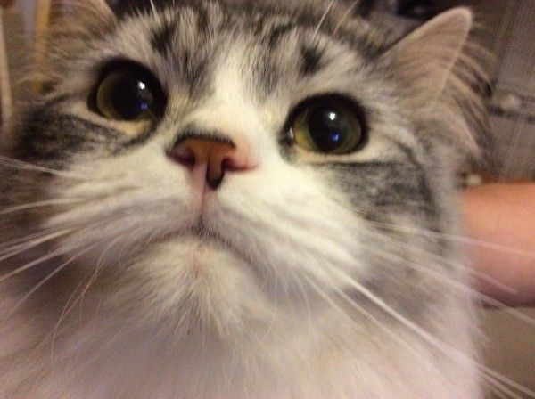 スコティッシュフォールド・ロングヘア　オス