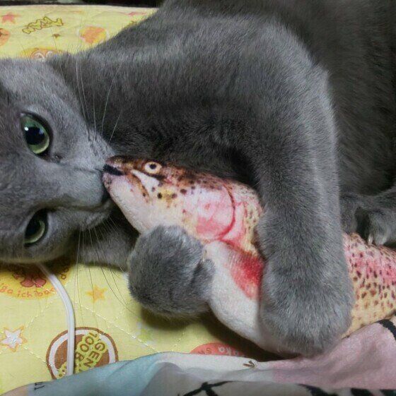 ロシアンブルーののんちゃん