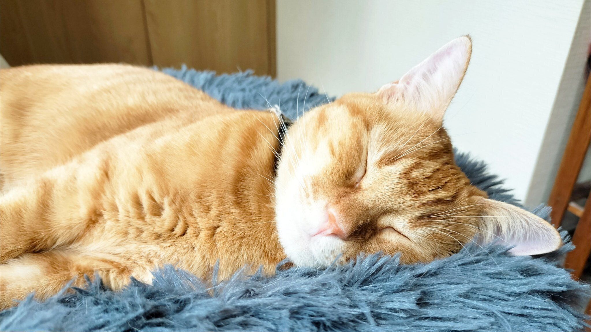 ぐっすり眠るこなちゃん