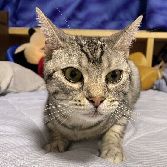 まったりするアメリカンショートヘア