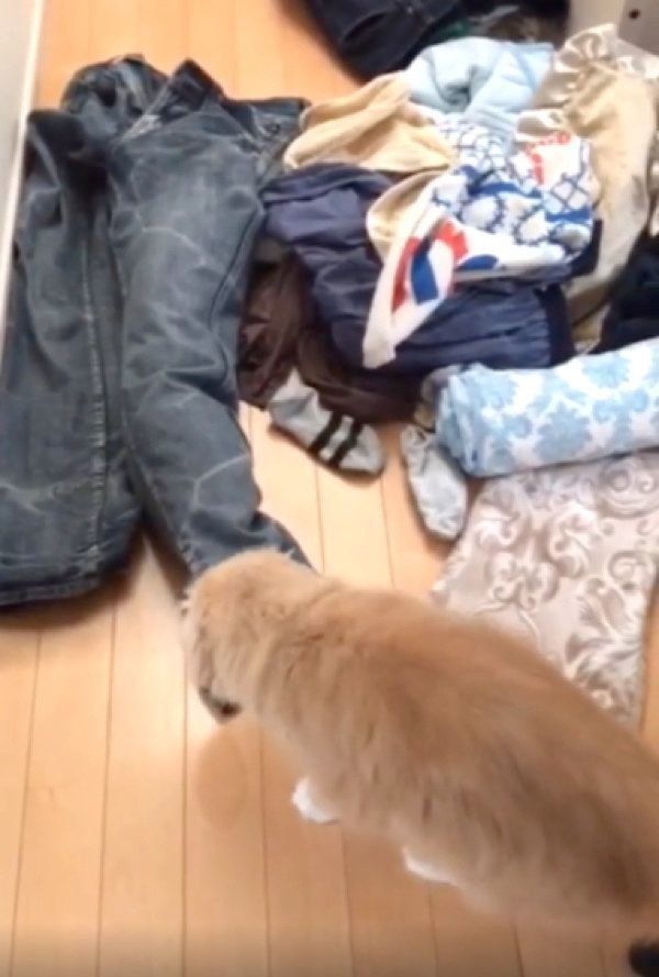 洗濯物で遊ぶミヌエットとスコティッシュフォールド