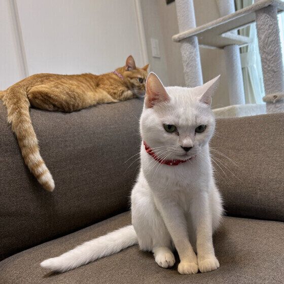 ソファを占拠する猫たち